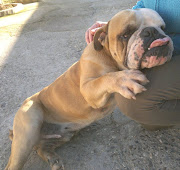 ADOPTADOBULLDOG INGLES ABANDONADO EN CORDOBA