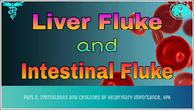 Liver Fluke and Intestinal Fluke