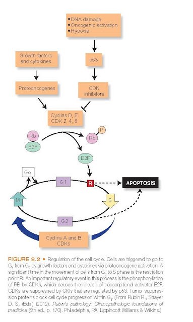 Regulation of the cell cycle. Cells are triggered to go to G1 from G0 by growth factors and cytokines via protooncogene activation. A significant time in the movement of cells from G1 to S phase is the restriction point R. An important regulatory event in this process is the phosphorylation of RB by CDKs, which causes the release of transcriptional activator E2F.