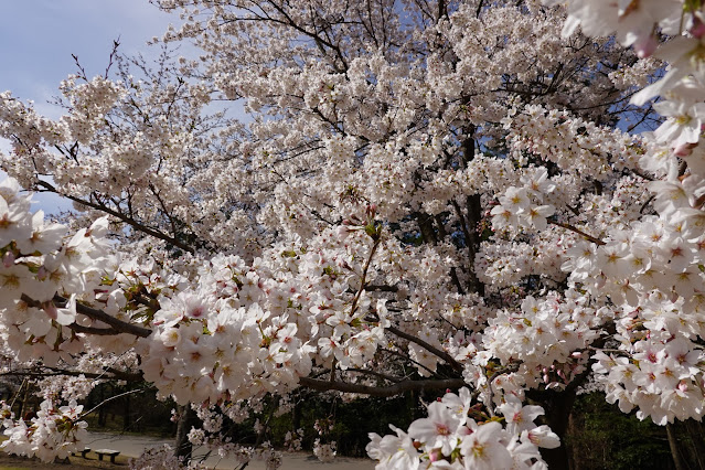 鳥取県西伯郡南部町鶴田 とっとり花回廊 芝生け広場 ソメイヨシノ（染井吉野）