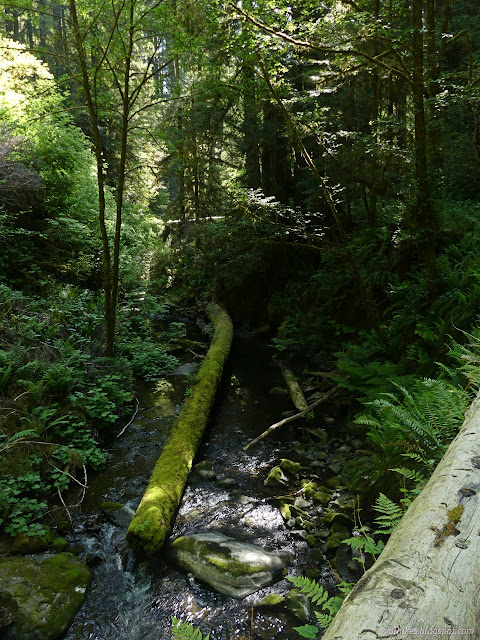 06: logs in the creek