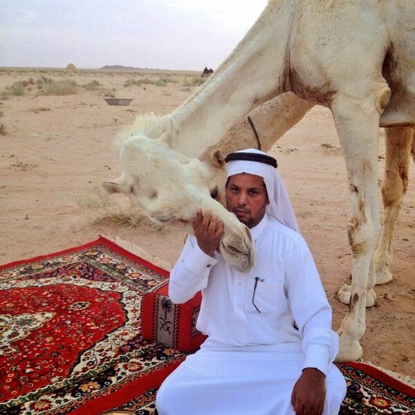 Saudi farmers reason for kissing camels