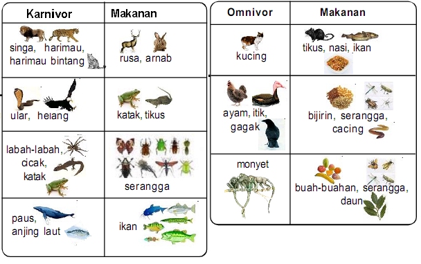 Karnivor dan Omnivor  PANITIA SAINS SK LUBUK KAWAH