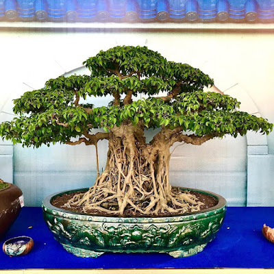 Bonsai Beringin Lokal