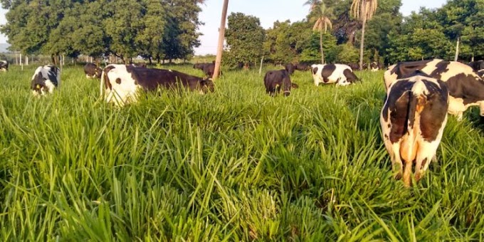  Preço do leite no Cariri chega a quase R$ 5 o litro; consumo no Ceará deve cair