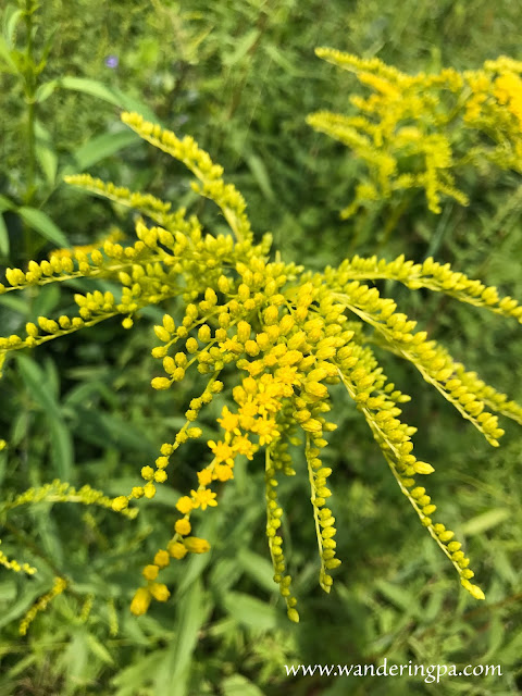 Goldenrod at the prairie of Jennings Environmental Education Center in Pennsylvania in late July.