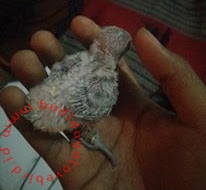 Cara  Melakukan Hand Feeding (HF) & Membuat Pakan Racikan Untuk Lolohan Baby Lovebird 