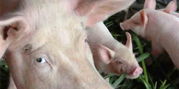 African swine fever | ആഫ്രികന്‍ പന്നിപ്പനി: കണ്ണൂര്‍ ജില്ലയില്‍ 2 ഫാമുകളിലെ 273 പന്നികളെ ഉന്‍മൂലനം ചെയ്യും