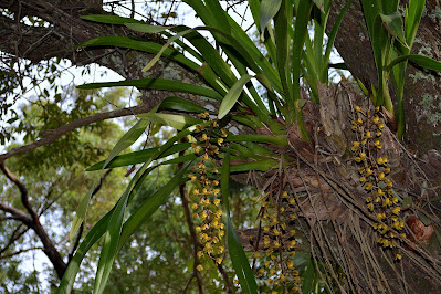 Cymbidium madidum - The giant boat-lip orchid care and culture