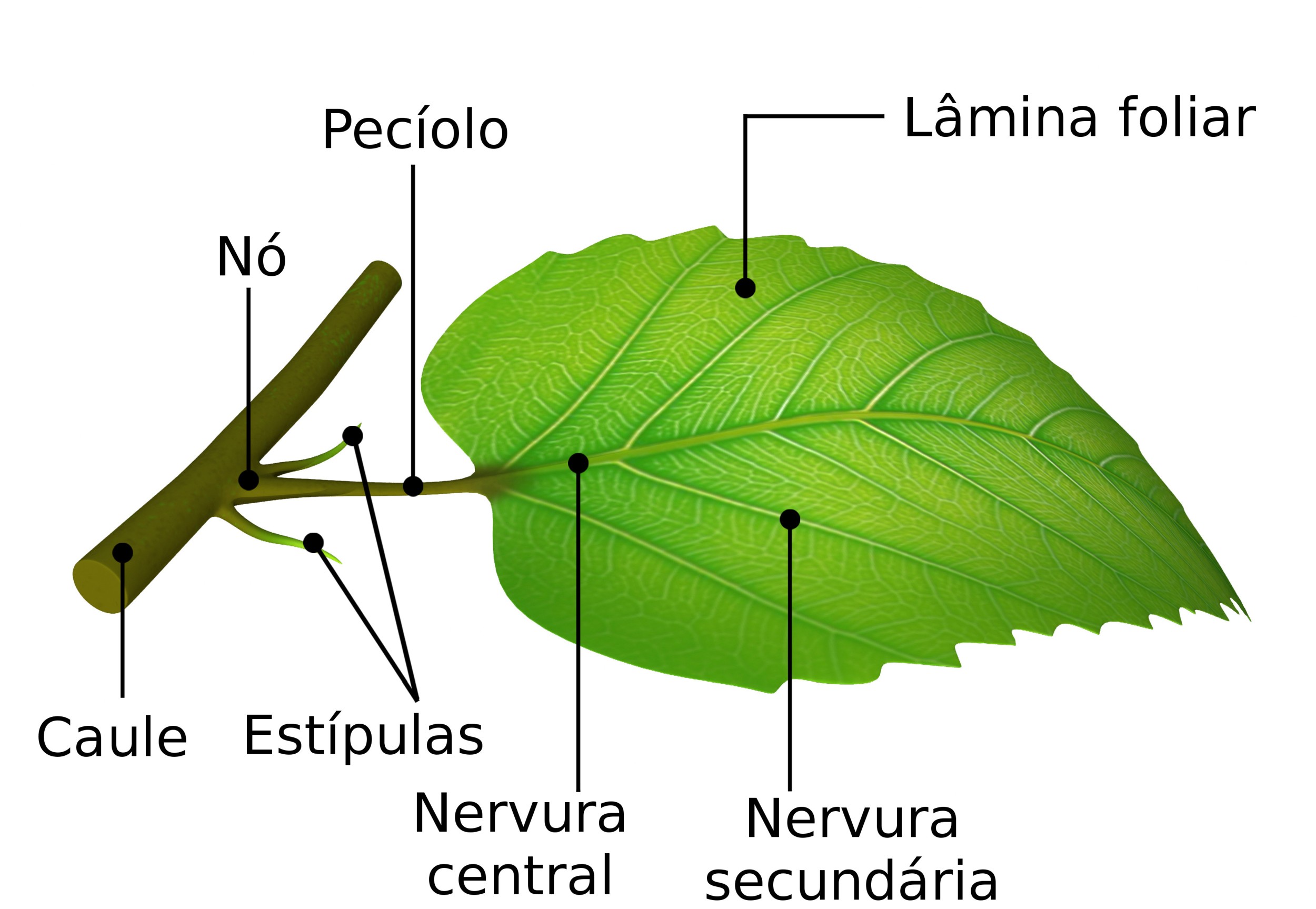 Steam and leaf diagram что это фото 3