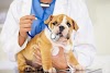 5 Best Steps to Find the Right Vet for Your Pet Before an Emergency
