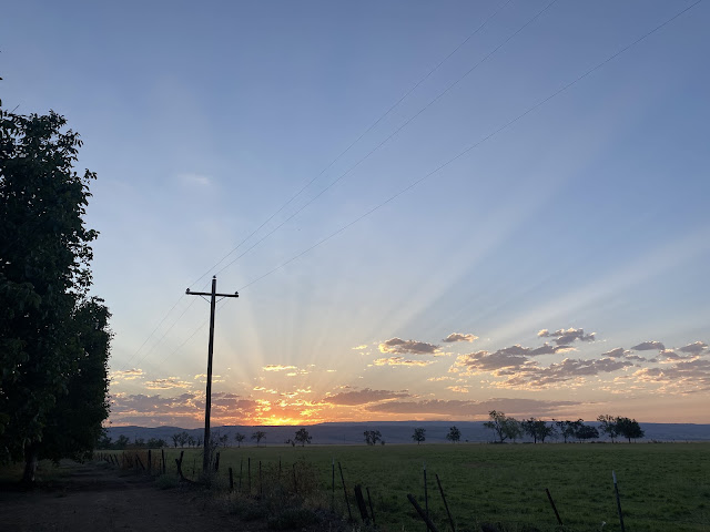 Sunrise on the almond farm