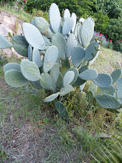 Opuntia ficus-indica - Figuier de Barbarie - Figuier d'Inde 