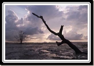 _LYL1499 copy