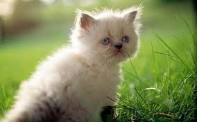 Cute And Funny Images Of White Kitten 43