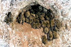 Deadly fungus found in Minnesota bat caves