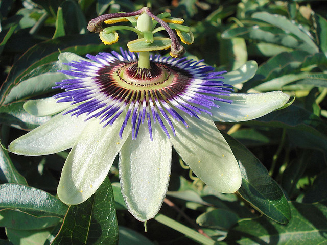 A beleza das flores do maracujá