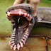 Sinh vật lạ giống rắn sở hữu hàm răng kinh dị