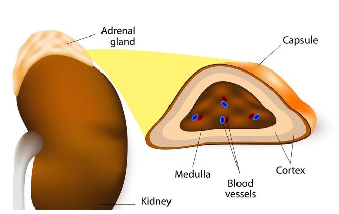 Adrenal gland: structure, location and hormones