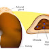 Adrenal gland: structure, location and hormones