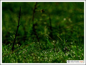 IMG_4332 copy