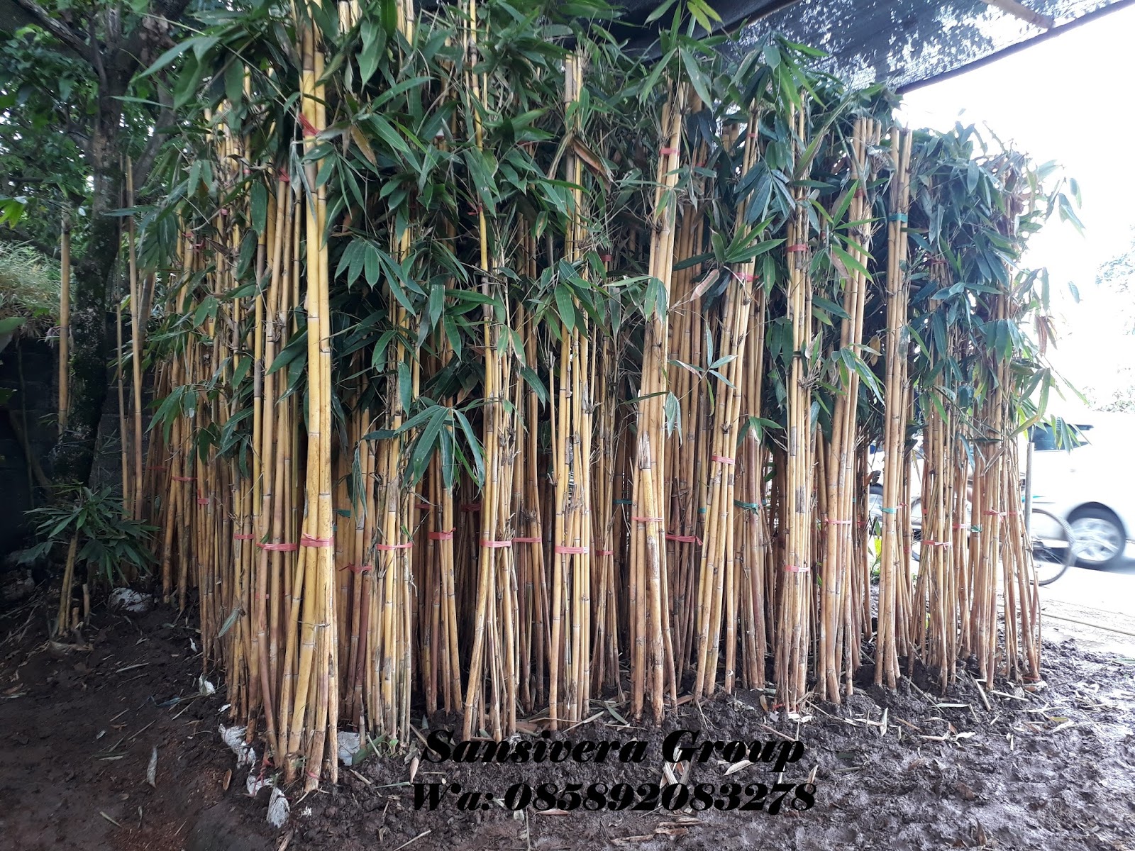 Jual Pohon Bambu Panda Kuning Perawatan Bambu Panda 