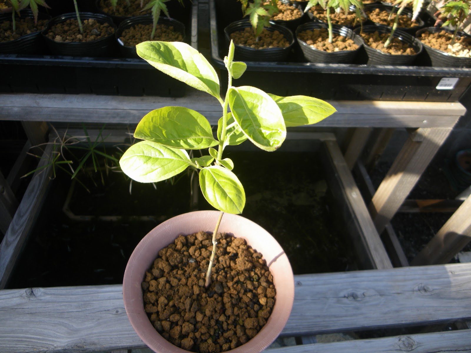 柿 種から発芽させてミニ盆栽や鉢植えを作る メダカの大工