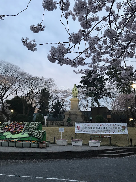 Japan cherry blossoms