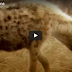 Animal Sex : Hyena