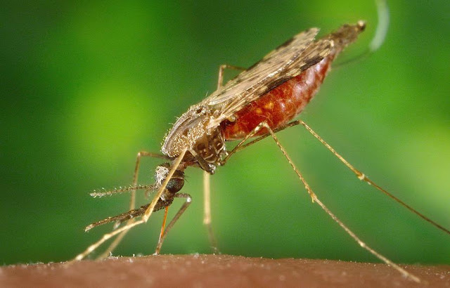 Gejala malaria