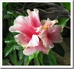 07-16-hibiscus 07-16-hibiscus