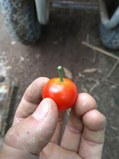 【20210810】ヘタ周りを食べられてしまったミニトマト