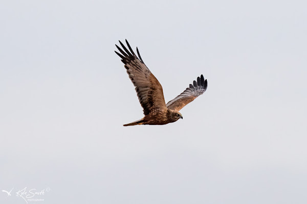 Marsh harrier