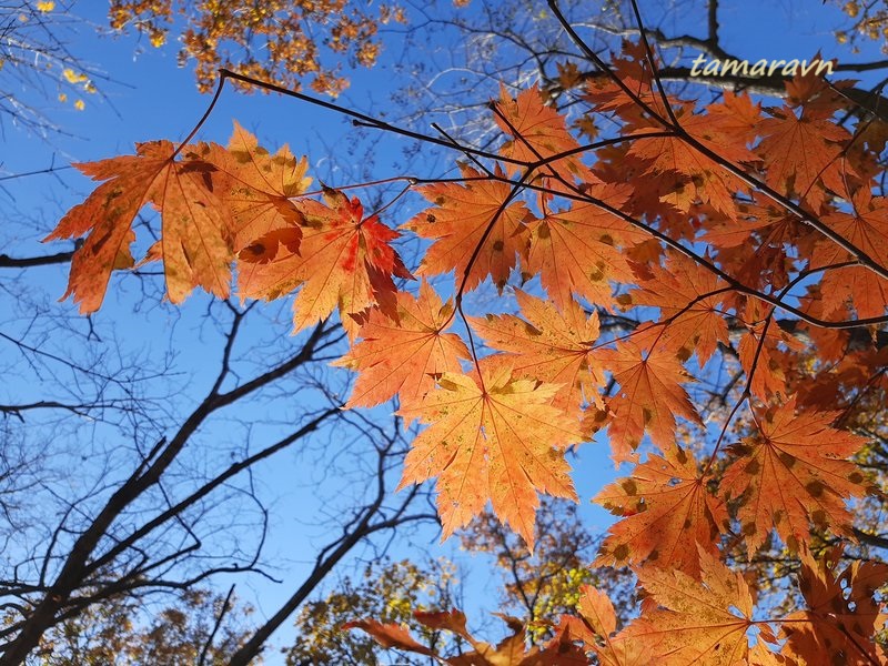 Клён ложнозибольдов (Acer pseudosieboldianum)