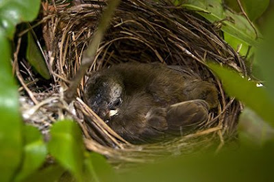 nestling