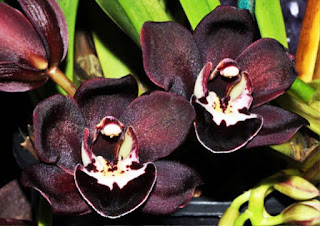 Gambar Bunga Anggrek Hitam (Black Orchid Flowers) 9000