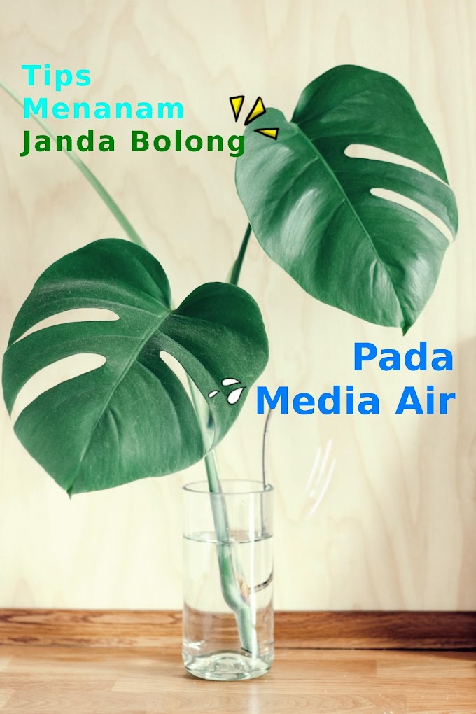 Menanam Janda Bolong di Media Air? Bisa, Begini Tipsnya.