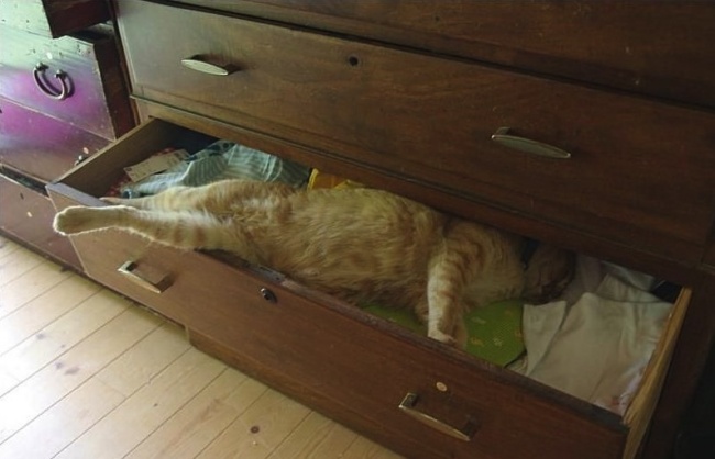 30 cats who have grasped the art of sleep fu