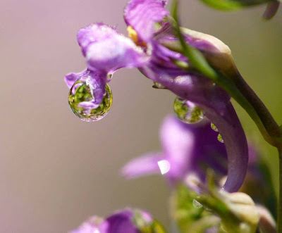 wallpaper water drop. Water drops WallPapers