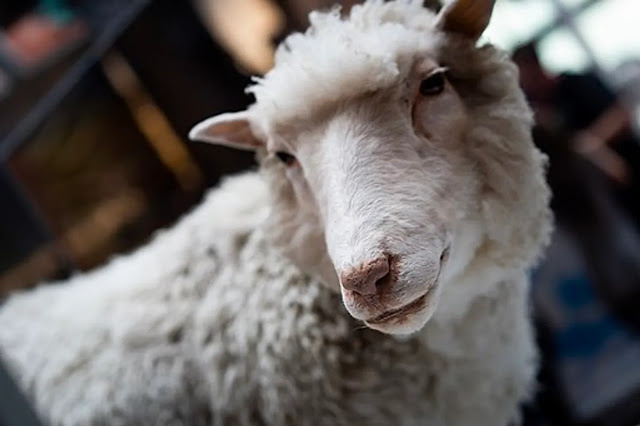 La oveja Dolly, el primer mamífero clonado