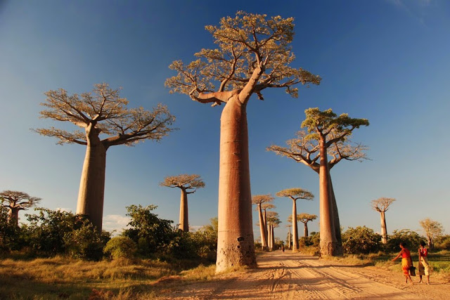 The Avenue of the Baobabs