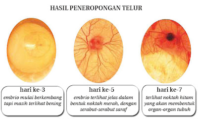 cara mengatasi telur tidak menetas