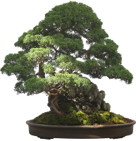 how to plant Bonsai tree at home