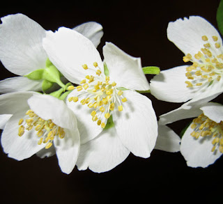 Jasmine Flower