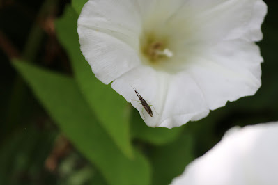 - Slanke Diksprietblindwants - Heterotoma plancornis