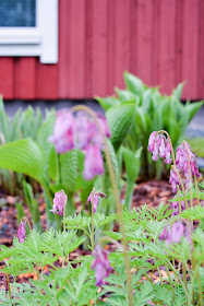 tulppani kukkamaa kesä kesäsade kukkapenkki kukka flower tulips särkynyt sydän pieni kuunlilja