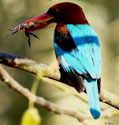 White-throated Kingfisher -with prey