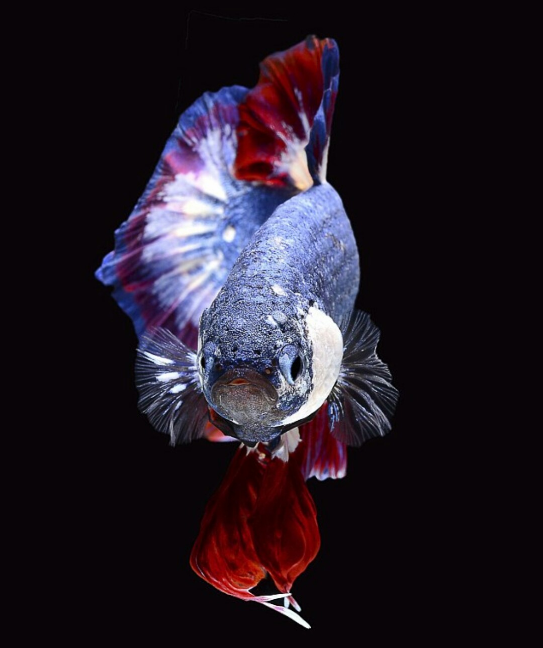 Ikan Cupang  Termahal Dan Terlangka di Dunia Cupang  Sehat