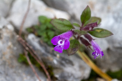 Clinopodium alpinum – Alpine Calamint (Acino alpino). 