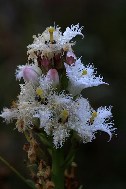 buck bean flower